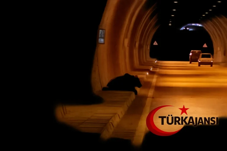 Karabük’te Otomobilin Çarptığı Ayı, Tedavi İçin Müdahale Sırasında Dereye Düşerek Hayatını Kaybetti
