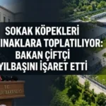 Sokak köpekleri barınaklara toplatılıyor: Bakan Çiftçi tarih verdi
