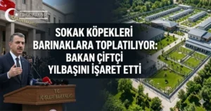 Sokak köpekleri barınaklara toplatılıyor: Bakan Çiftçi tarih verdi