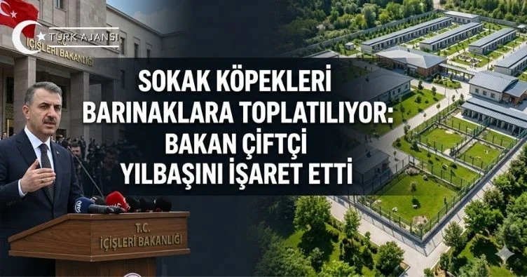 Sokak köpekleri barınaklara toplatılıyor: Bakan Çiftçi tarih verdi 1 Sokak köpekleri barınaklara toplatılıyor: Bakan Çiftçi tarih verdi