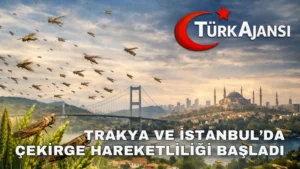 Balkanlar Üzerinden Gelen Çekirgeler Trakya Ve İstanbul’da Endişe Yarattı