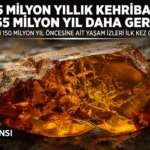 Bilim Dünyasını Heyecanlandıran Keşif: Çin’de 385 Milyon Yıllık Kehribar Bulundu