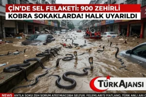Çin’de Tarihi Sel Felaketi: 900 Zehirli Kobra Sokaklara Salındı!